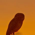 Burrowing owl at sunset
