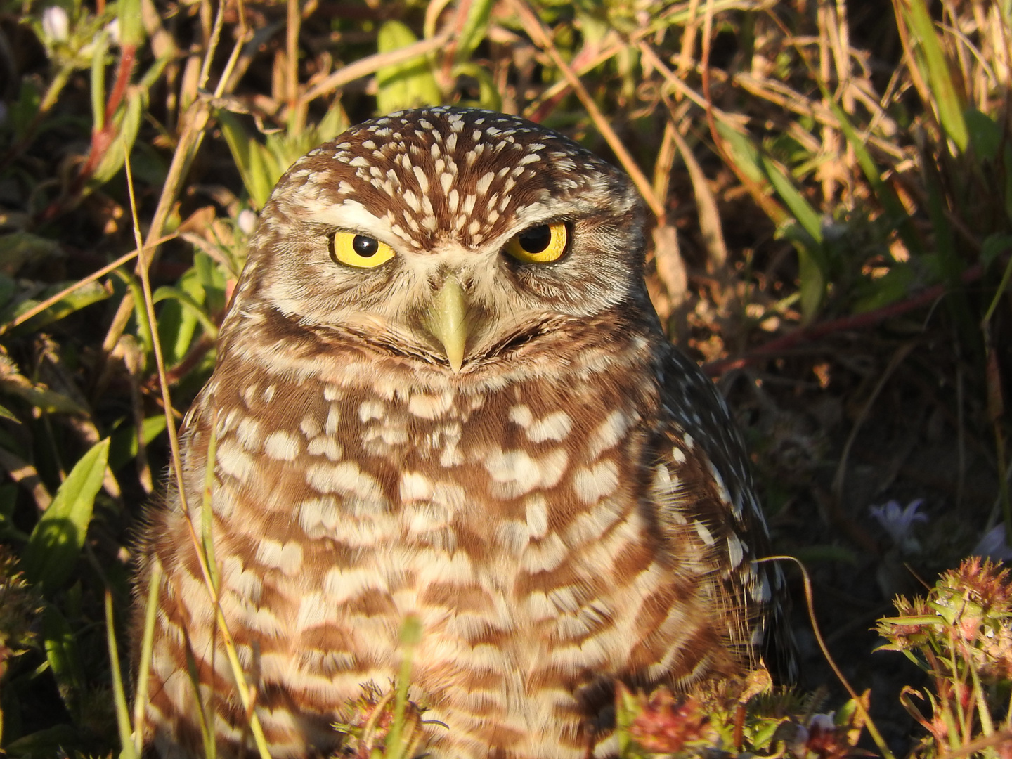 Burrowing owl (Athene cunicularia) in der Abendsonne 