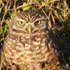 Burrowing owl (Athene cunicularia) in der Abendsonne 
