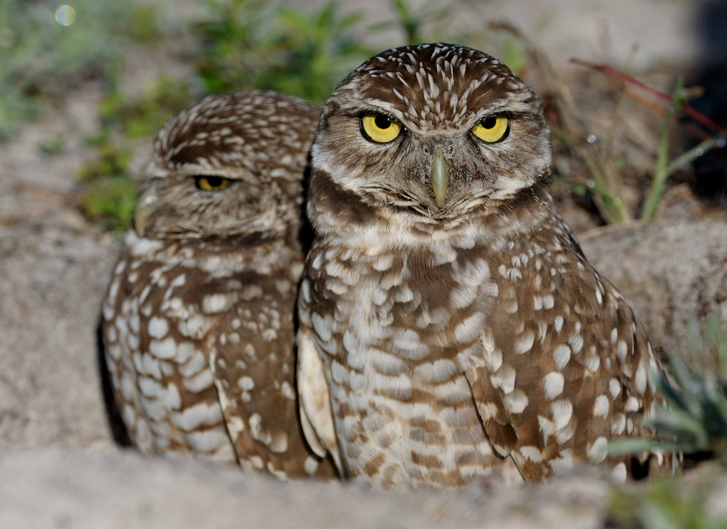 Burrowing owl