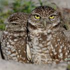 Burrowing owl