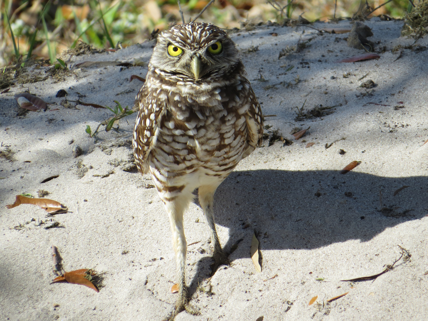 Burrowing owl "Kaninchenkauz"