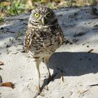 Burrowing owl "Kaninchenkauz"