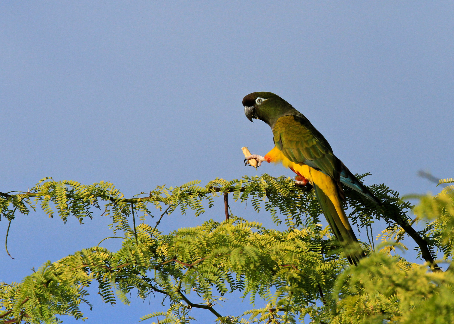 Burrowing Parot