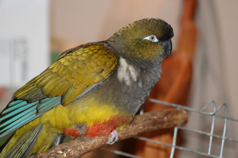 Burrowing parrot