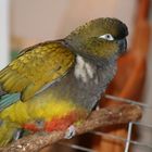 Burrowing parrot