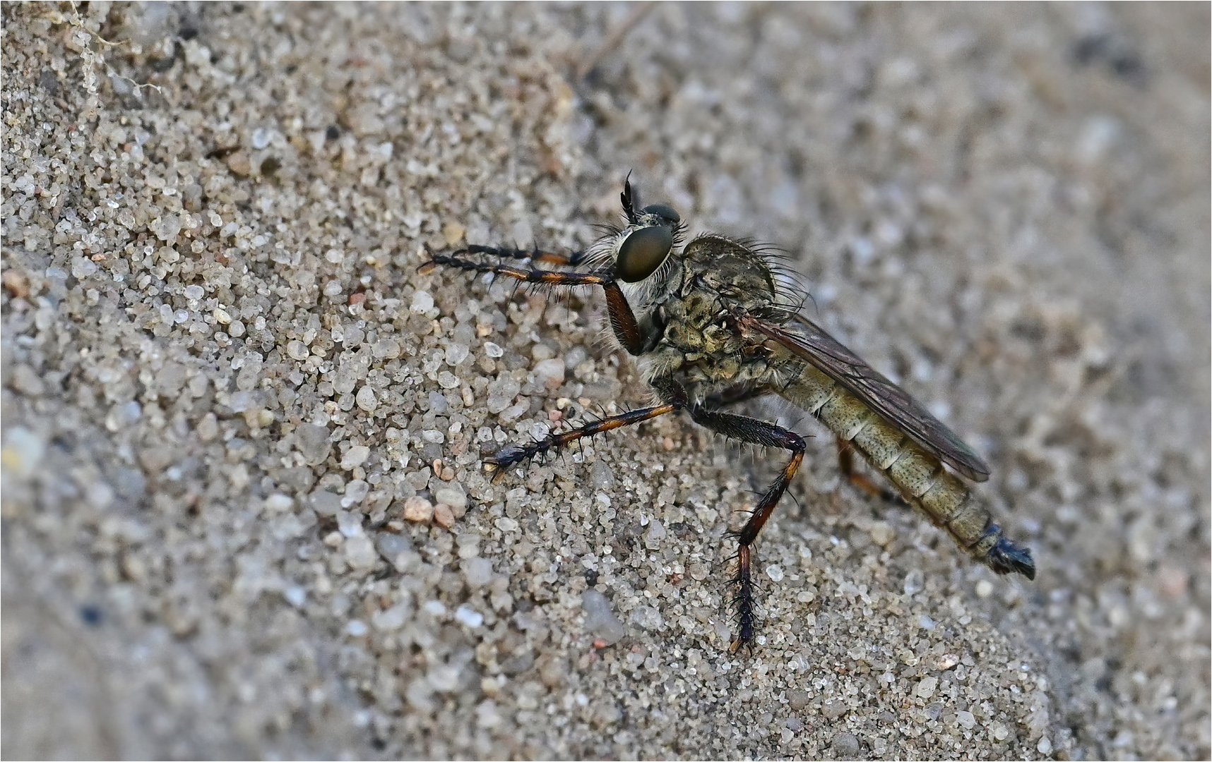 Burschen-Raubfliege