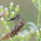 Burschen-Raubfliege