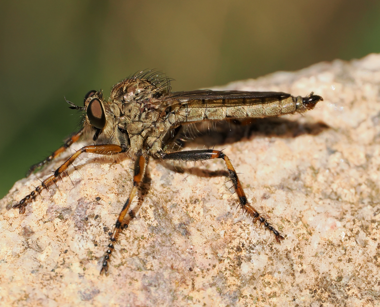 Burschen Raubfliege Männchen