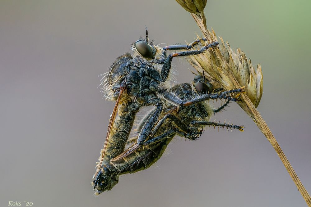 Burschenraubfliegen