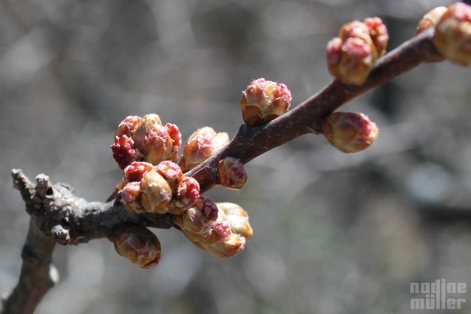 Burst Of Buds