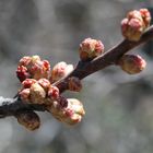 Burst Of Buds