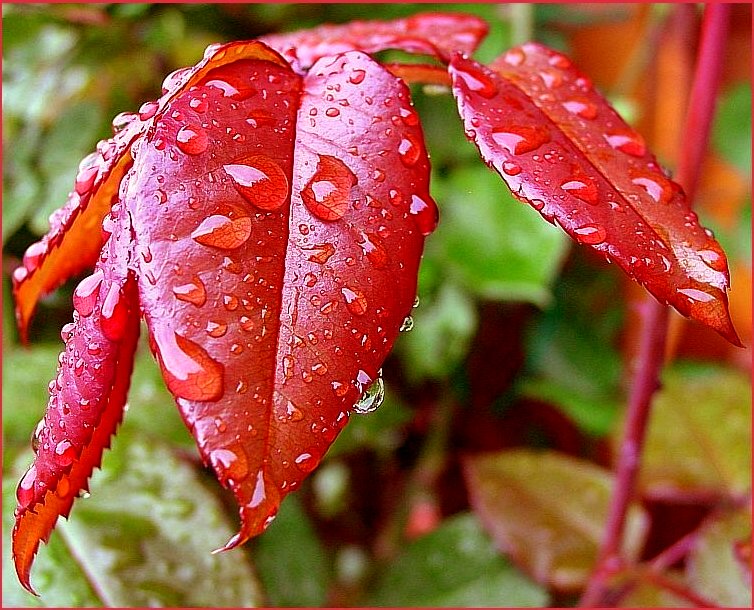 burst of rain von Arnfried Weber