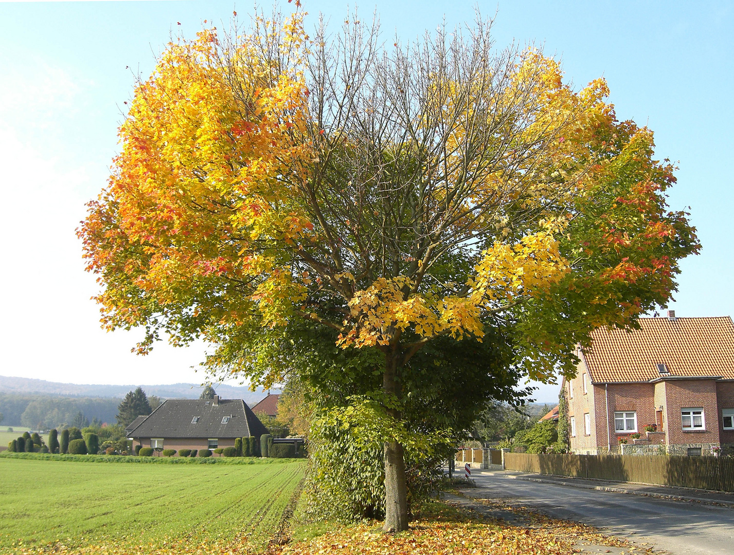 bursting-heart-tree