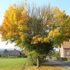 bursting-heart-tree