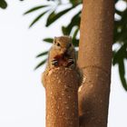 Burunduk - Streifenhörnchen 2