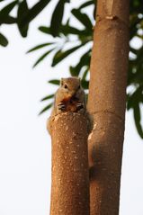 Burunduk - Streifenhörnchen 2