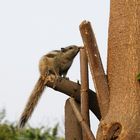 Burunduk - Streifenhörnchen