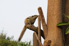 Burunduk - Streifenhörnchen