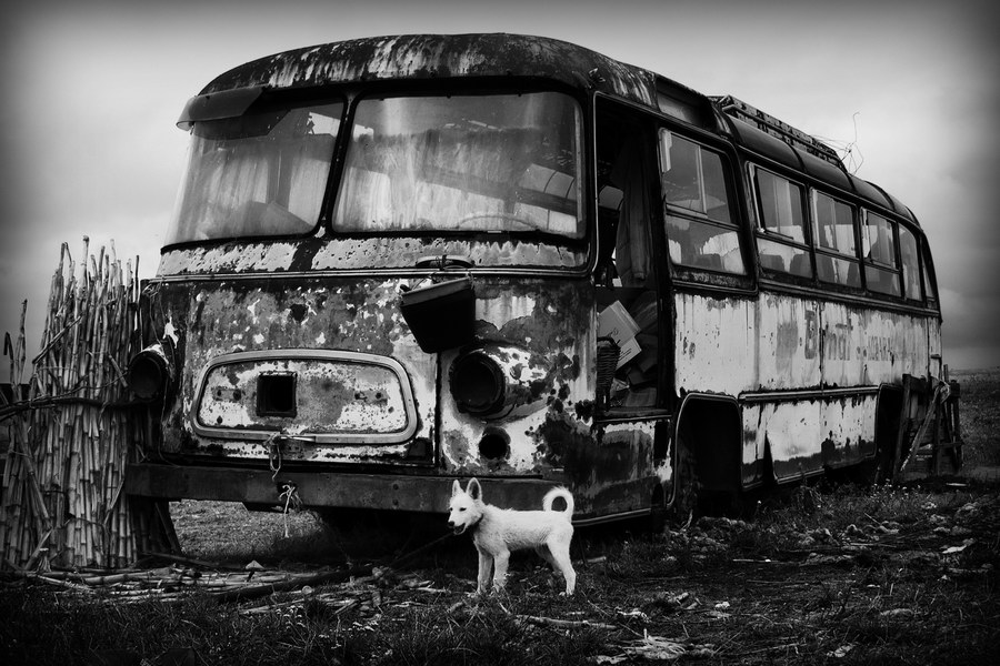 Bus & dog