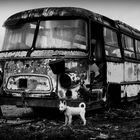 Bus & dog