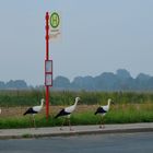 Bus hat mal wieder Verspätung