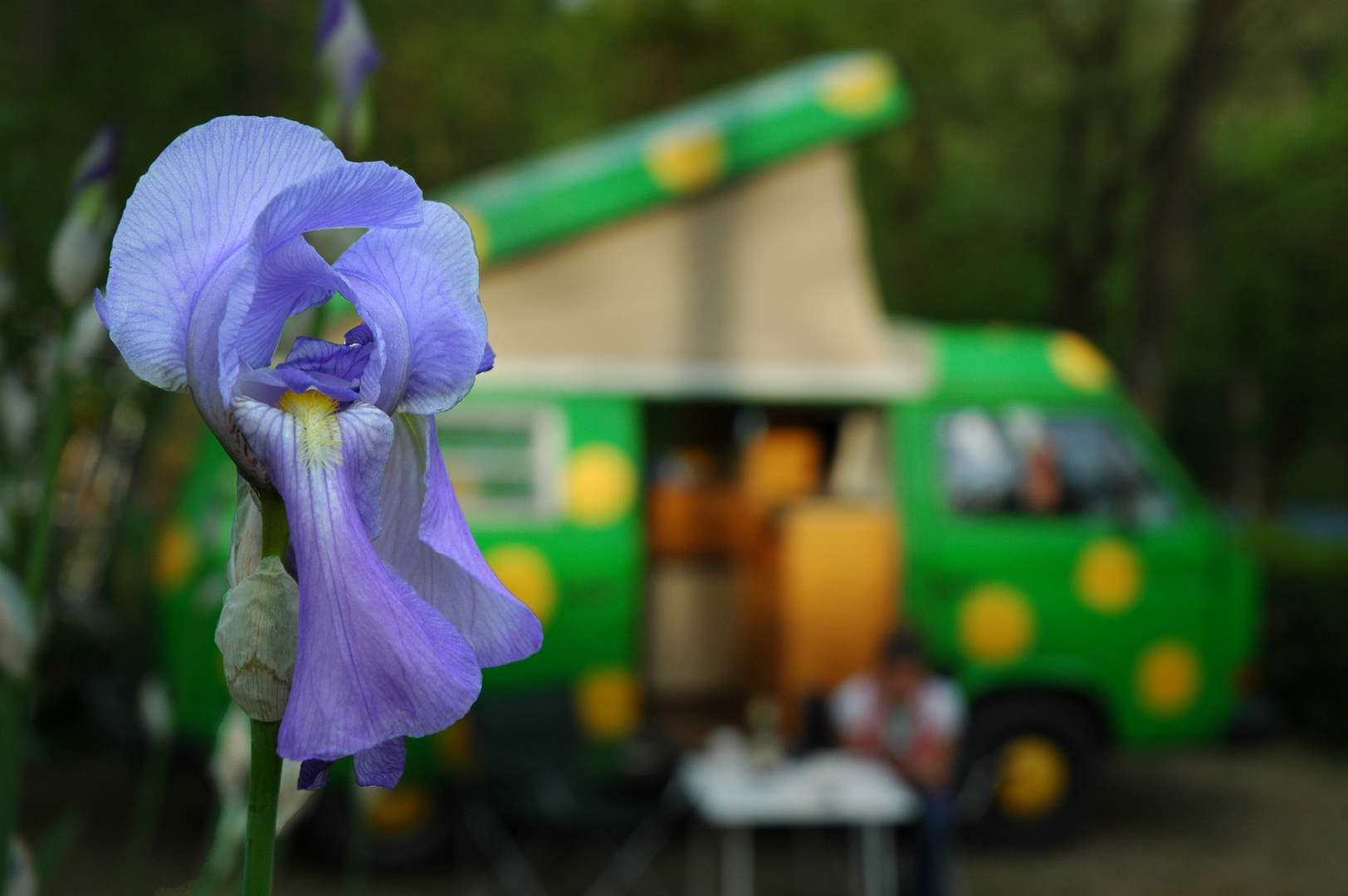 Bus-teblume