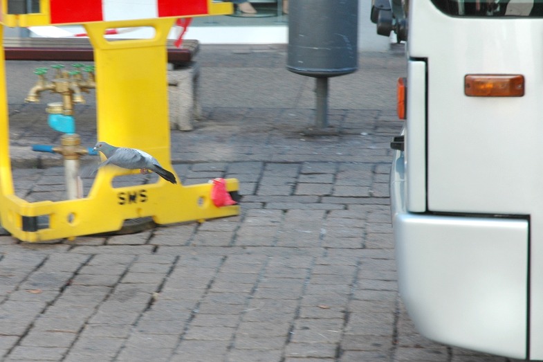 Bus versus Taube