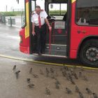 Bus-Vögel