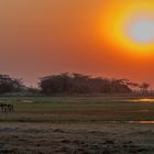 Busanga Plains