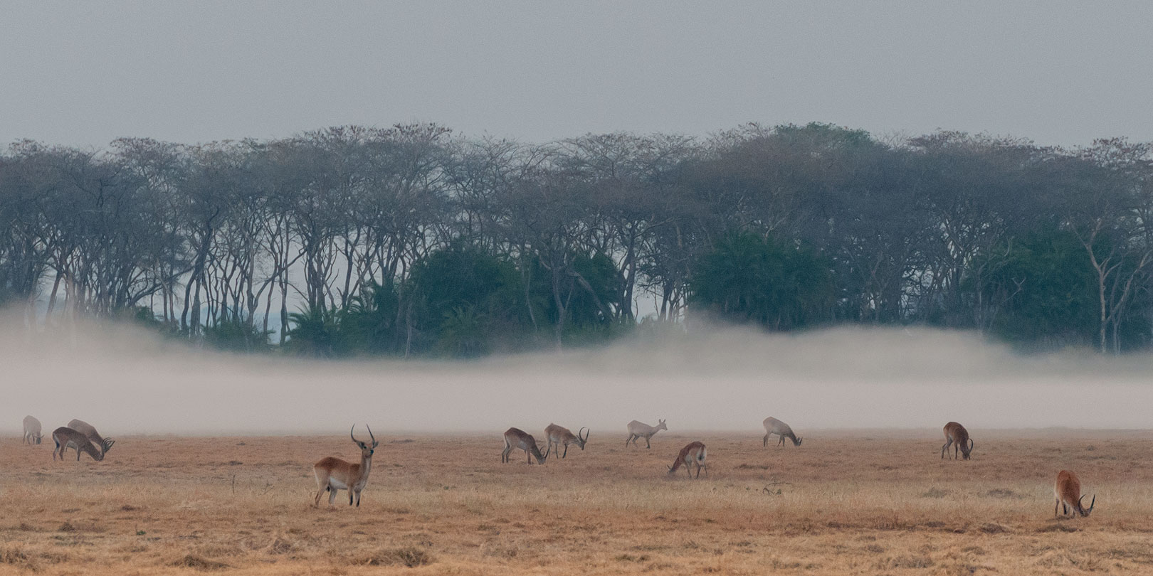 Busanga Plains - Kafue NP