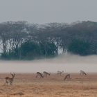 Busanga Plains - Kafue NP