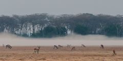 Busanga Plains - Kafue NP