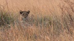 Busanga Plains - Kafue NP