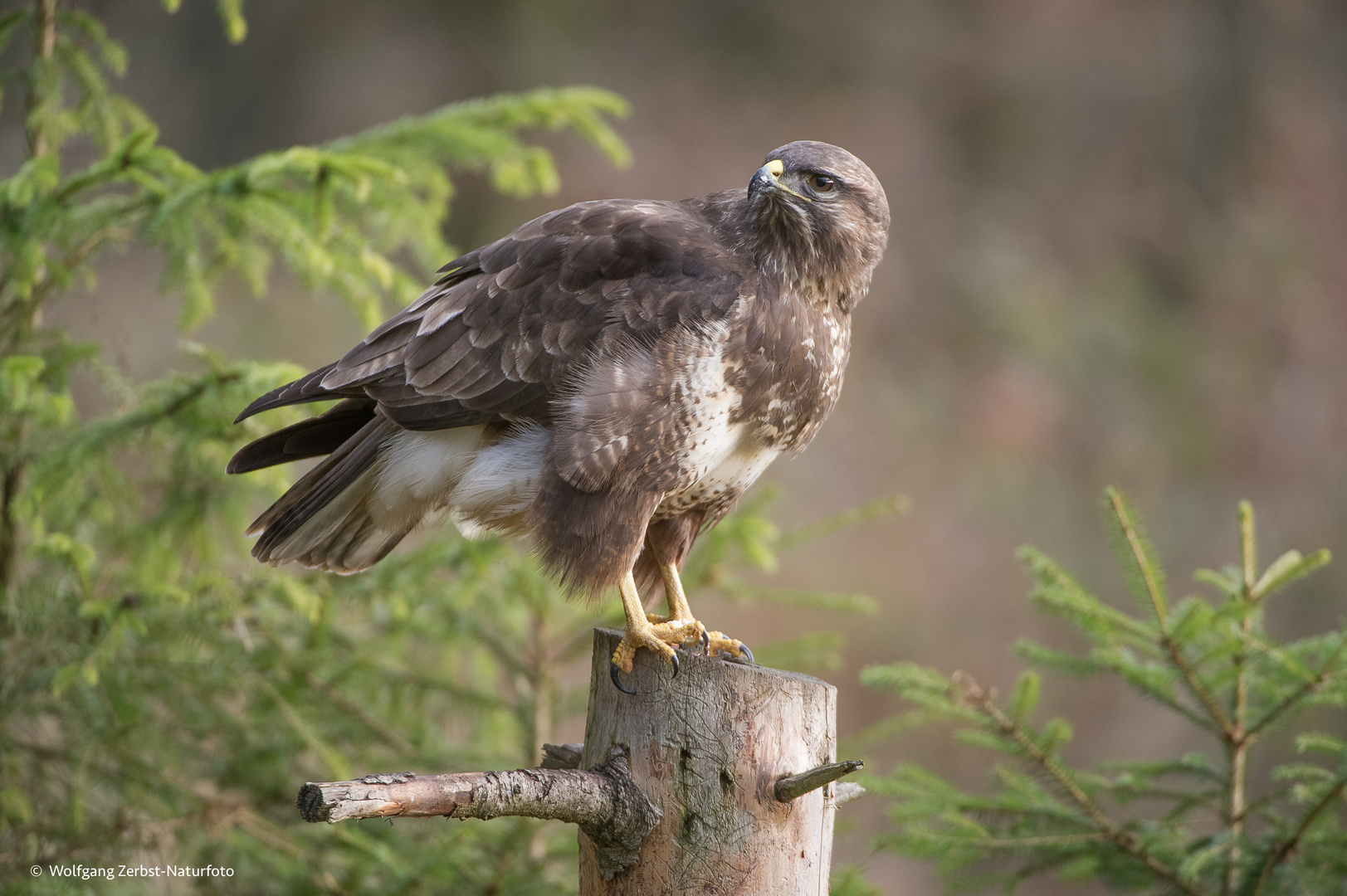  - BUSARD -. ( Buteo buteo )