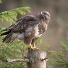  - BUSARD -. ( Buteo buteo )