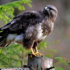 --- Busard --- ( Buteo buteo )