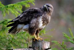 --- Busard --- ( Buteo buteo )