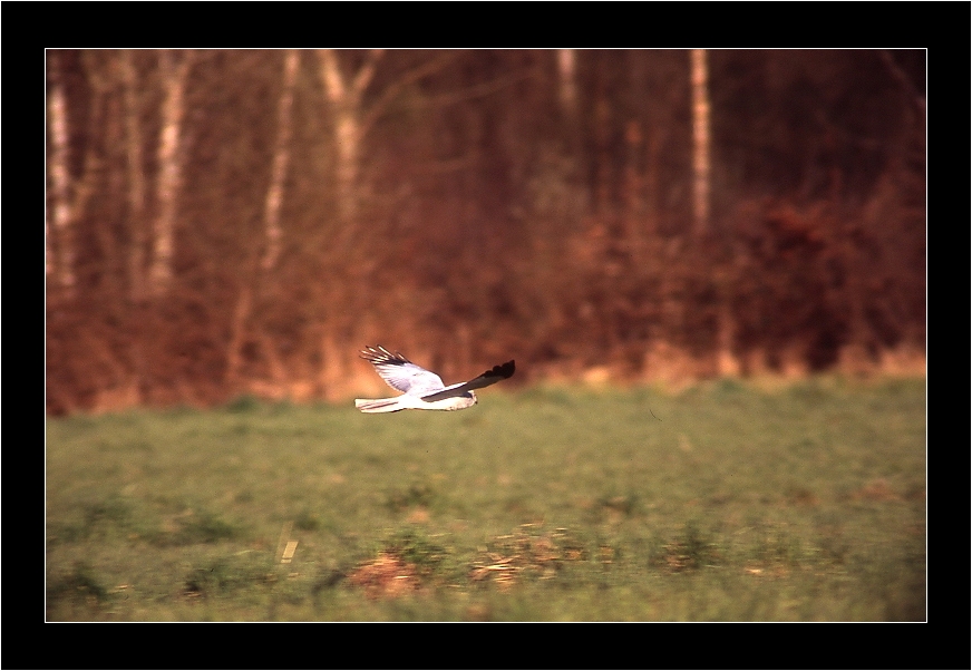 Busard Saint Martin mâle en chasse