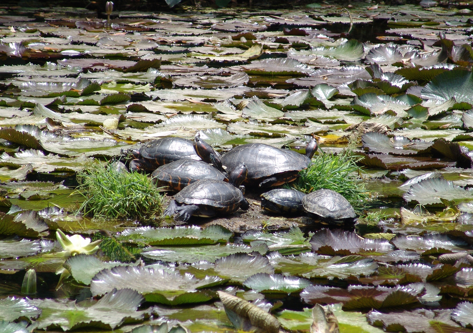 Busca a las tortuguitas??