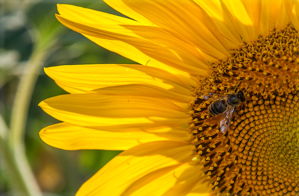 Buscando el Nectar.