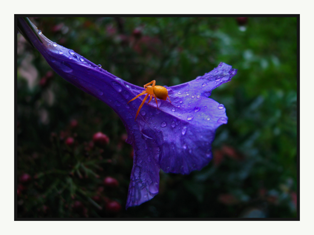 buscando la lluvia.