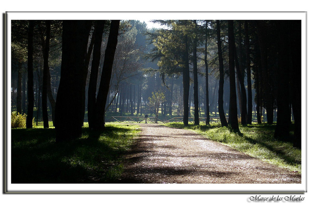 Buscando la luz