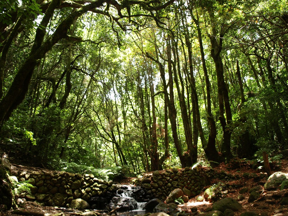 Buscando la Luz en el Garajonay