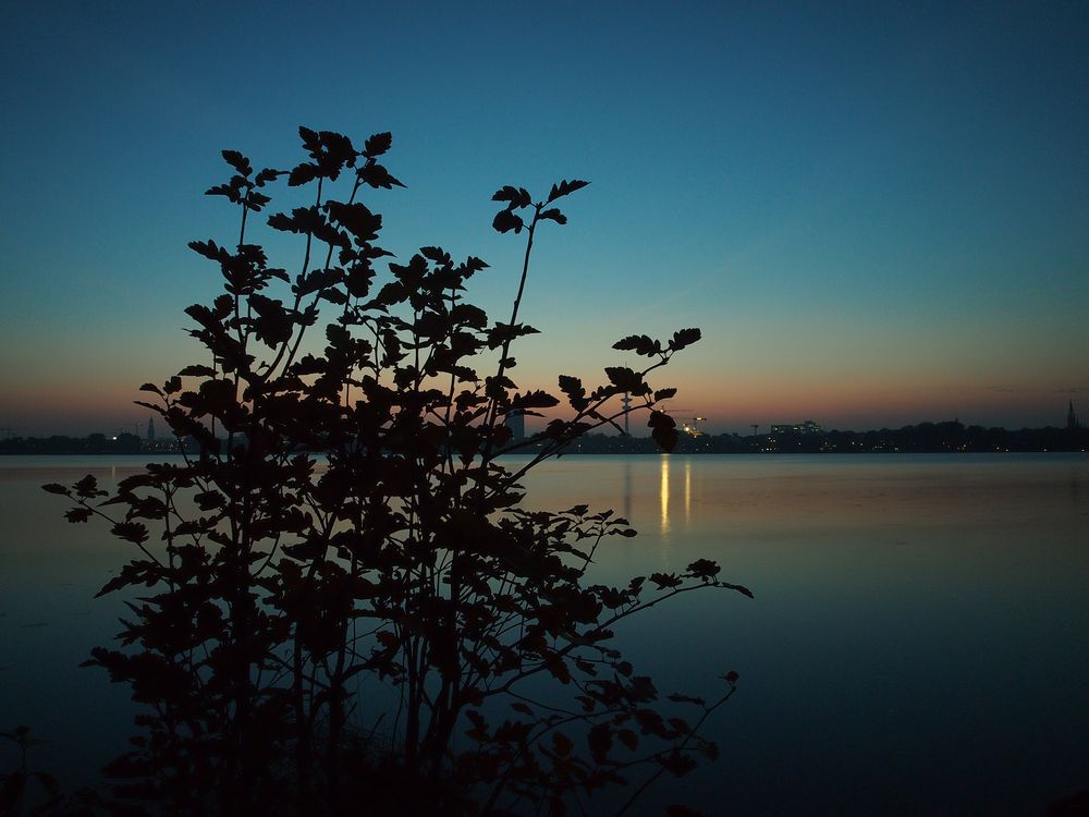 Busch an der Alster