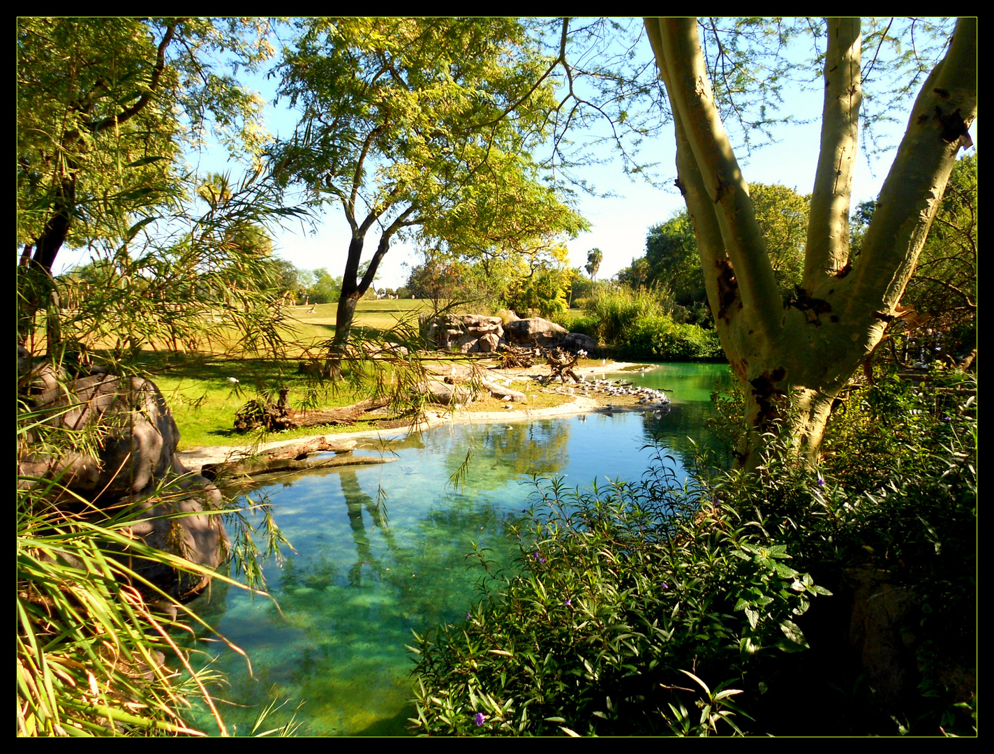 Busch Garden Tampa