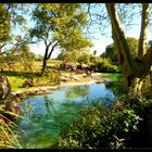 Busch Garden Tampa