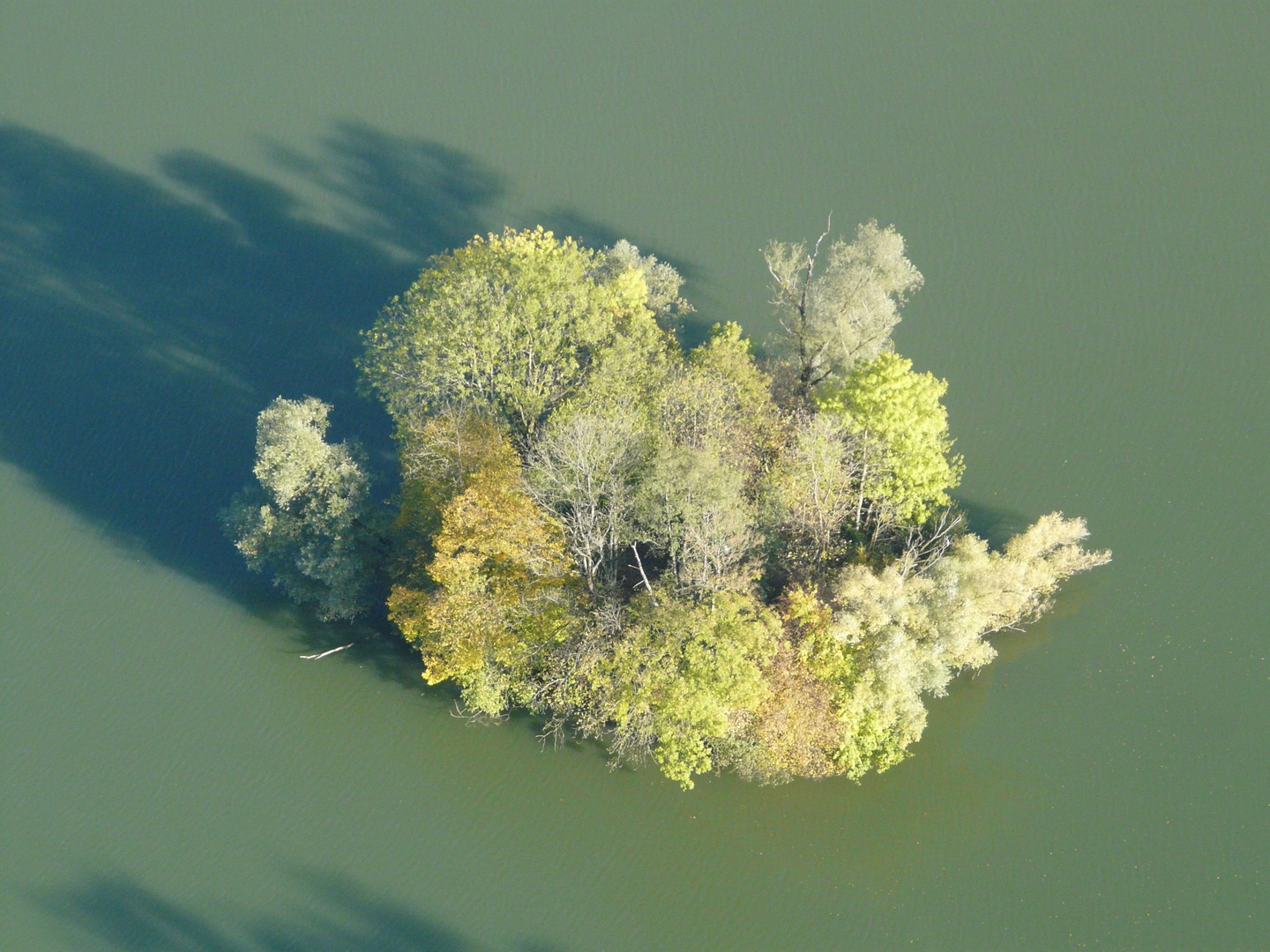 Busch im Baggersee