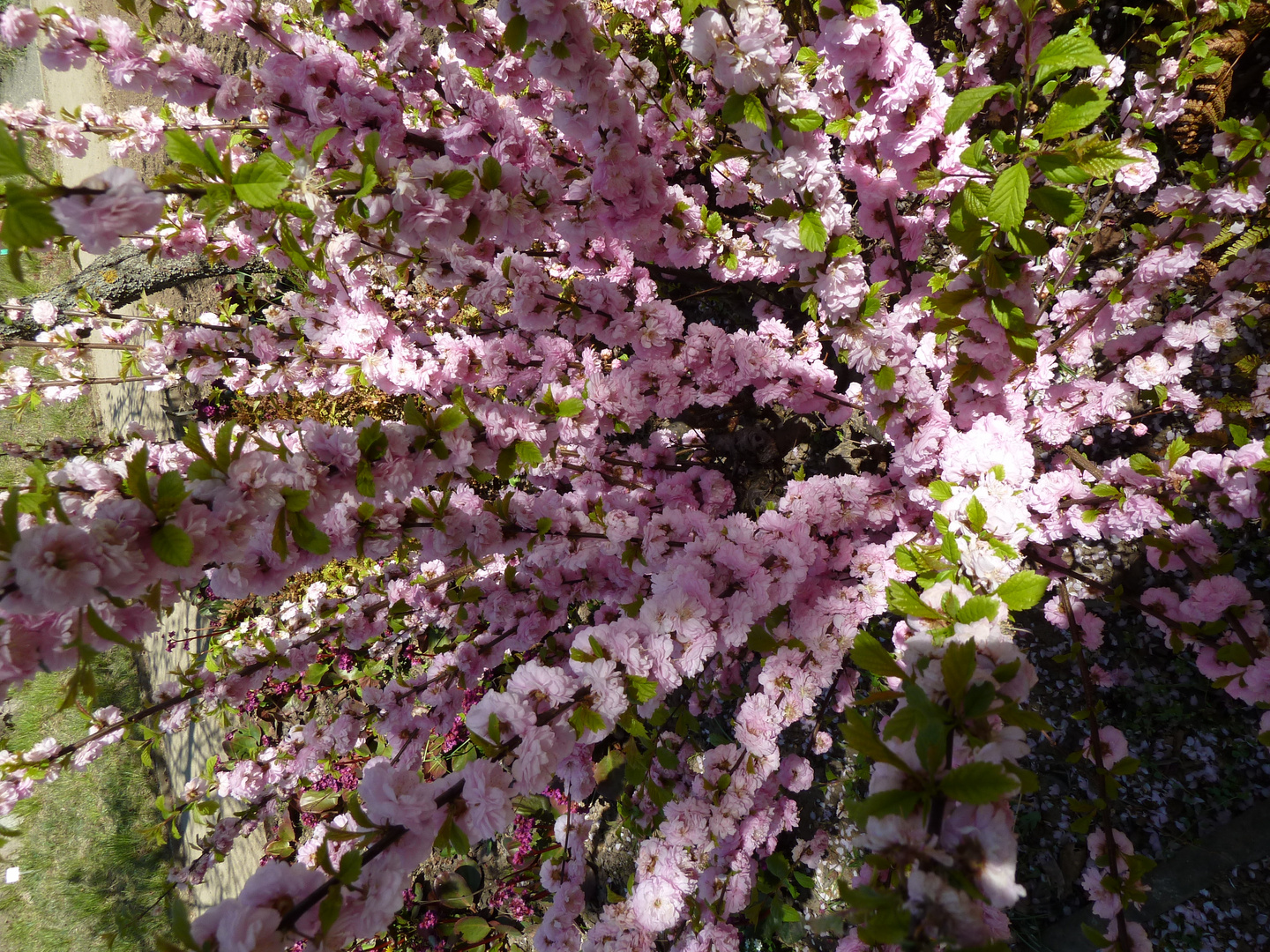 Busch im Botanischen Garten, Mainz