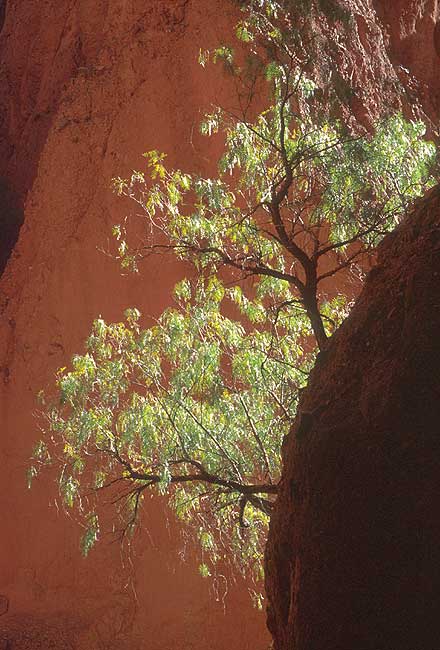 Busch in Schlucht